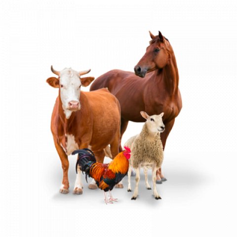 Крым Фермер - Ярмарка